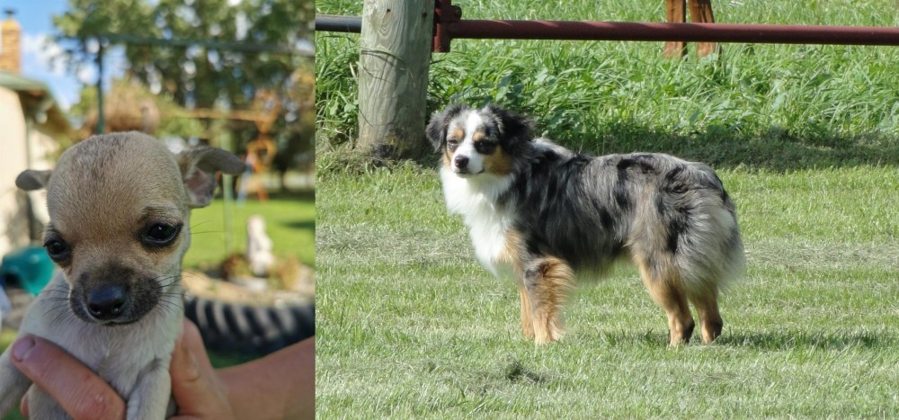 Toy Australian Shepherd vs Chihuahua - Breed Comparison