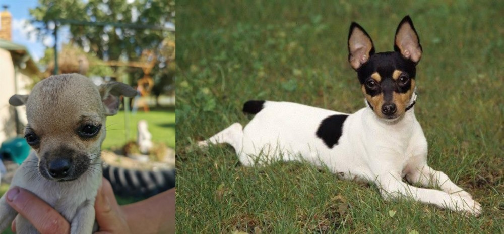 Toy Fox Terrier vs Chihuahua - Breed Comparison