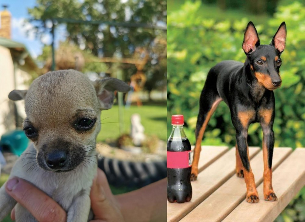 Toy Manchester Terrier vs Chihuahua - Breed Comparison