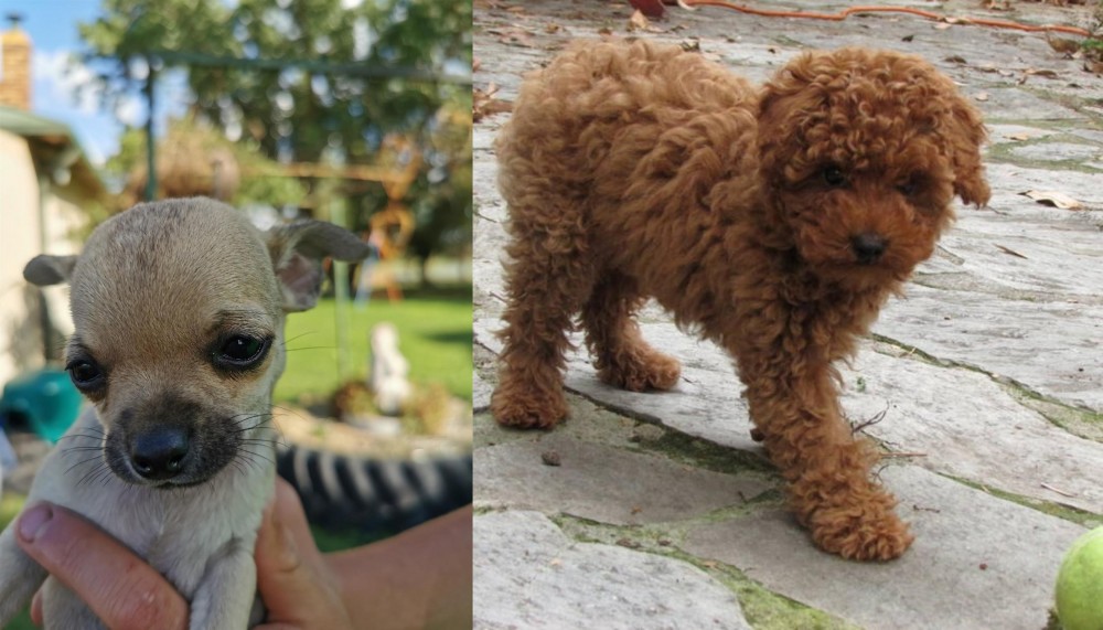 Toy Poodle vs Chihuahua - Breed Comparison