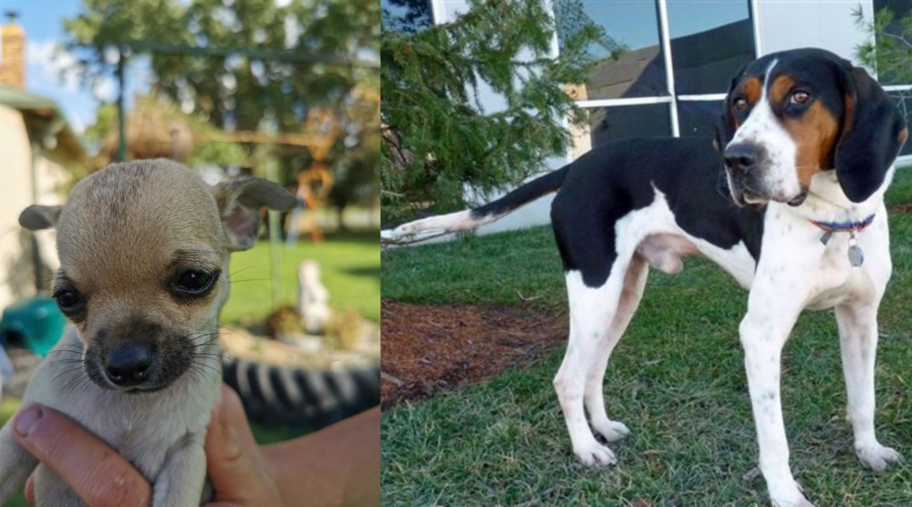 Treeing Walker Coonhound vs Chihuahua - Breed Comparison