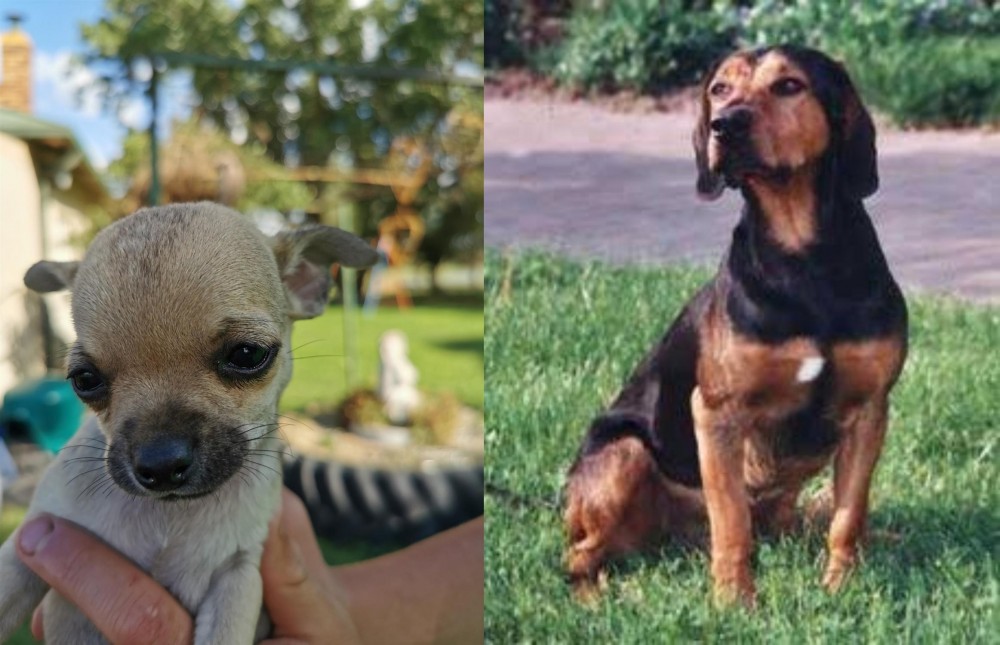 Tyrolean Hound vs Chihuahua - Breed Comparison