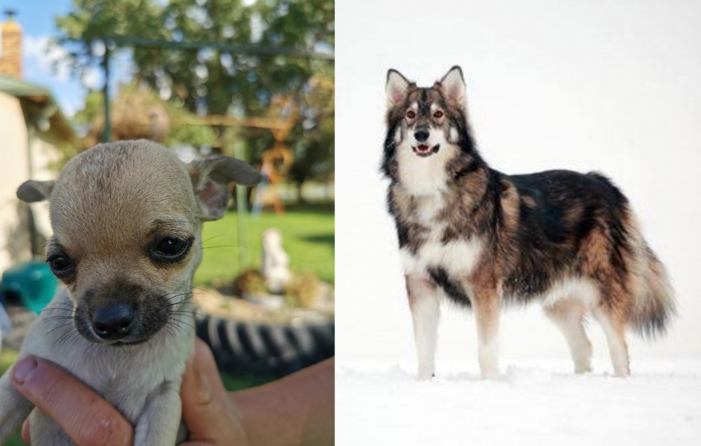 Utonagan vs Chihuahua - Breed Comparison