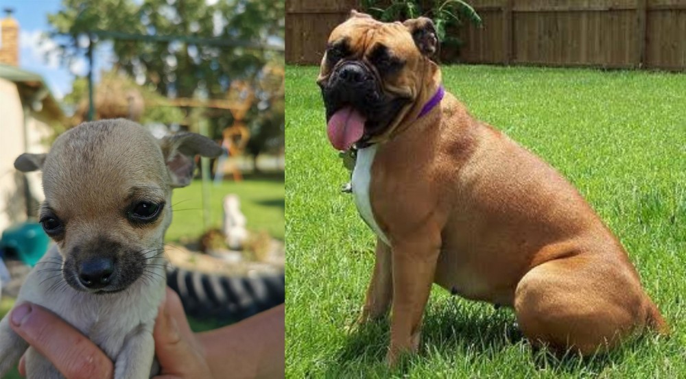 Valley Bulldog vs Chihuahua - Breed Comparison