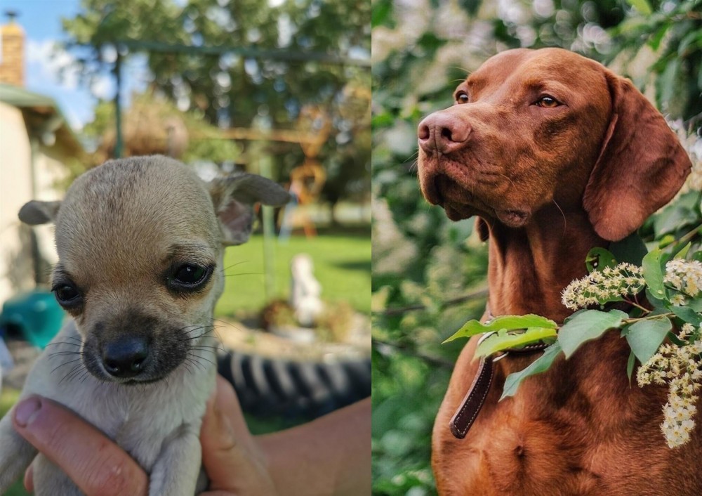 Vizsla vs Chihuahua - Breed Comparison