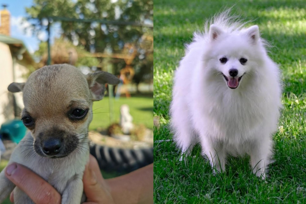 Volpino Italiano vs Chihuahua - Breed Comparison