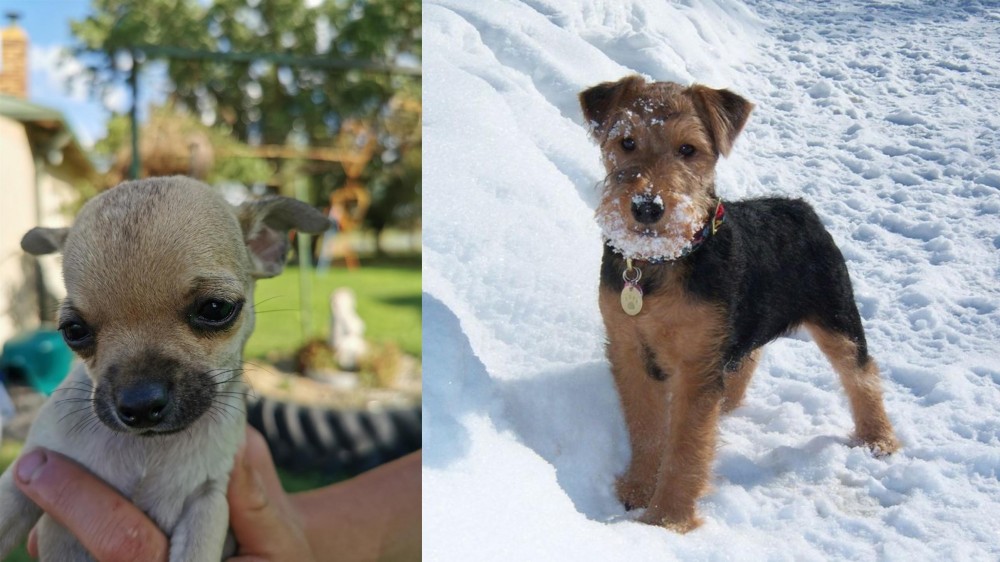 Welsh Terrier vs Chihuahua - Breed Comparison