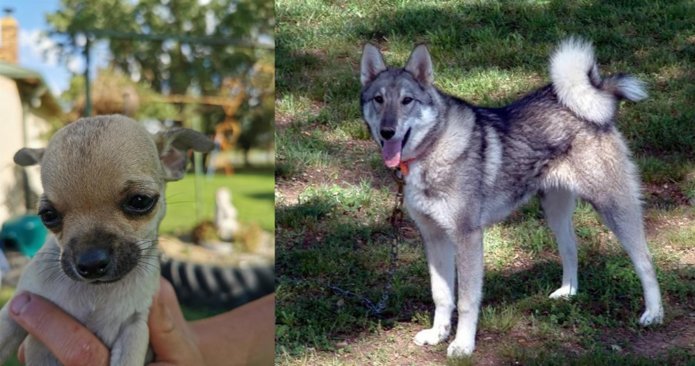 West Siberian Laika vs Chihuahua - Breed Comparison