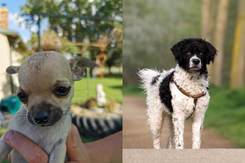 Wetterhoun vs Chihuahua - Breed Comparison
