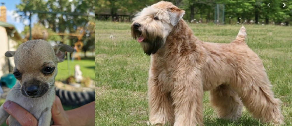 Wheaten Terrier vs Chihuahua - Breed Comparison