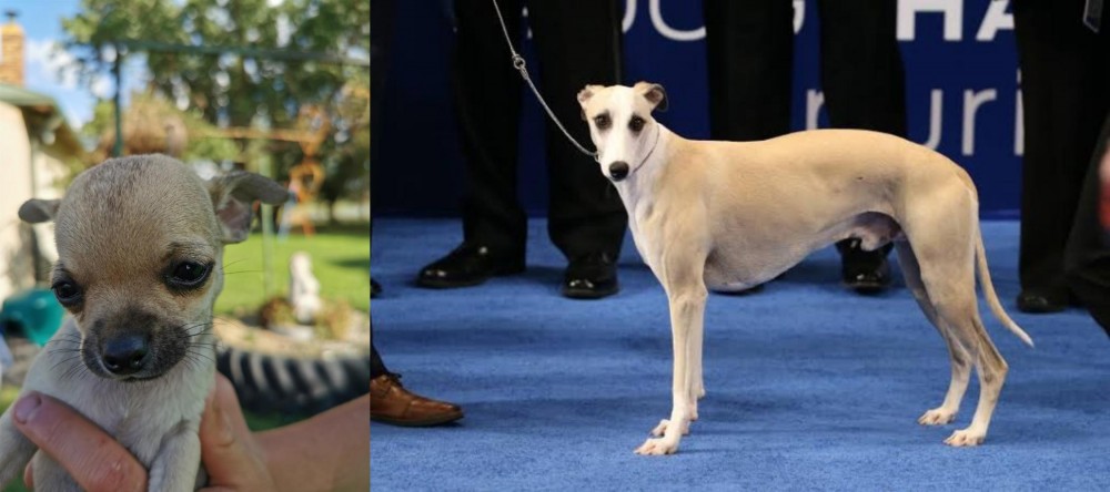 Whippet vs Chihuahua - Breed Comparison
