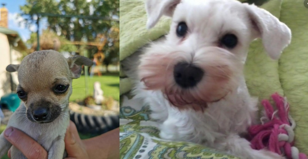 White Schnauzer vs Chihuahua - Breed Comparison