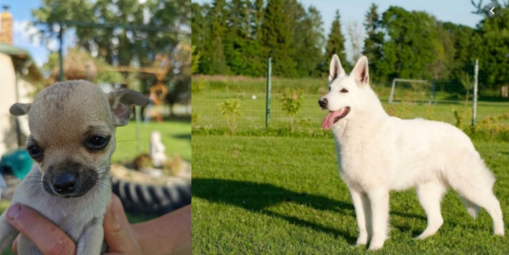 White Shepherd vs Chihuahua - Breed Comparison