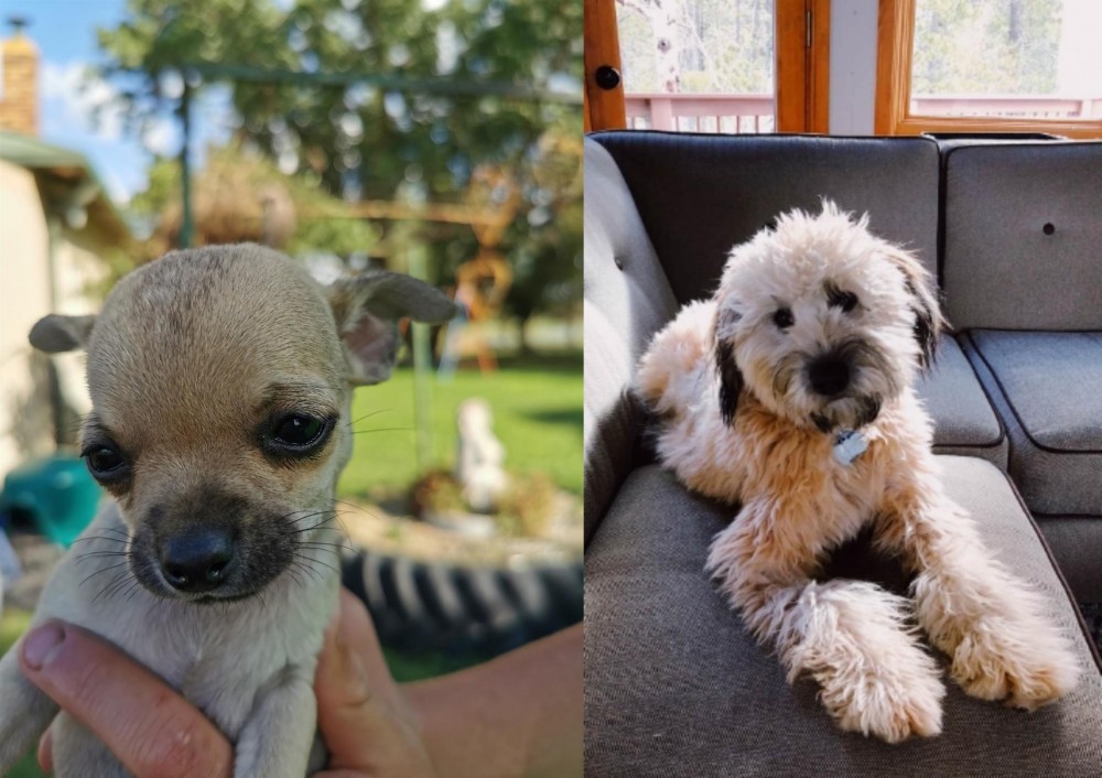 Whoodles vs Chihuahua - Breed Comparison