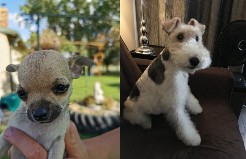 Wire Haired Fox Terrier vs Chihuahua - Breed Comparison