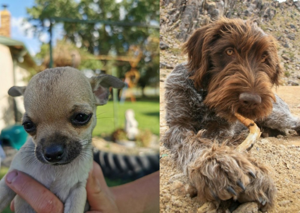 Wirehaired Pointing Griffon vs Chihuahua - Breed Comparison