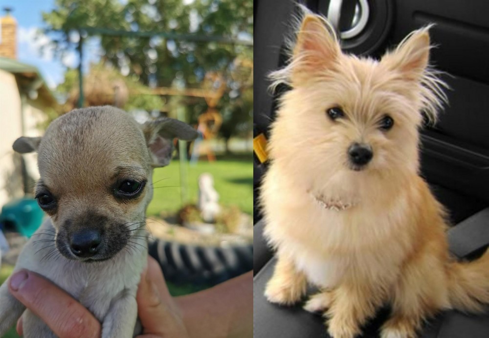 Yoranian vs Chihuahua - Breed Comparison