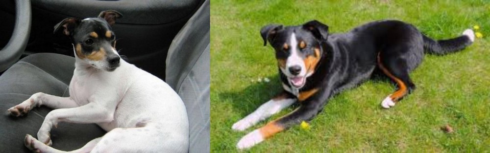 Appenzell Mountain Dog vs Chilean Fox Terrier - Breed Comparison