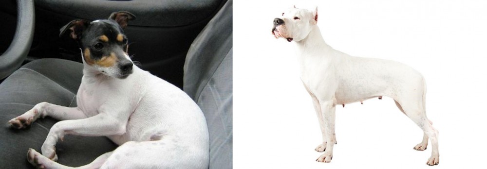 Argentine Dogo vs Chilean Fox Terrier - Breed Comparison