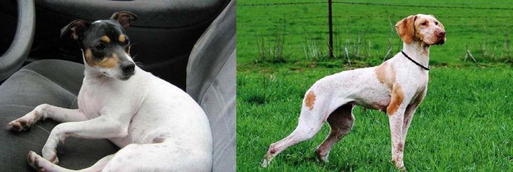 Ariege Pointer vs Chilean Fox Terrier - Breed Comparison