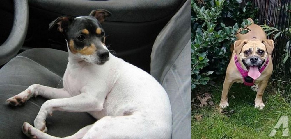 Beabull vs Chilean Fox Terrier - Breed Comparison