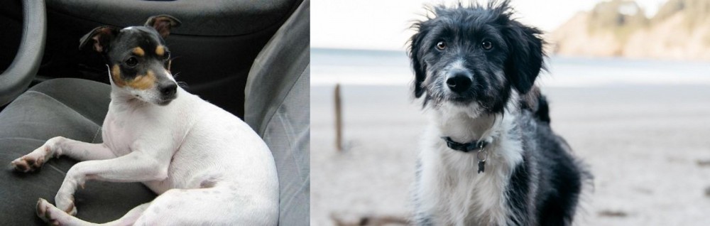 Bordoodle vs Chilean Fox Terrier - Breed Comparison