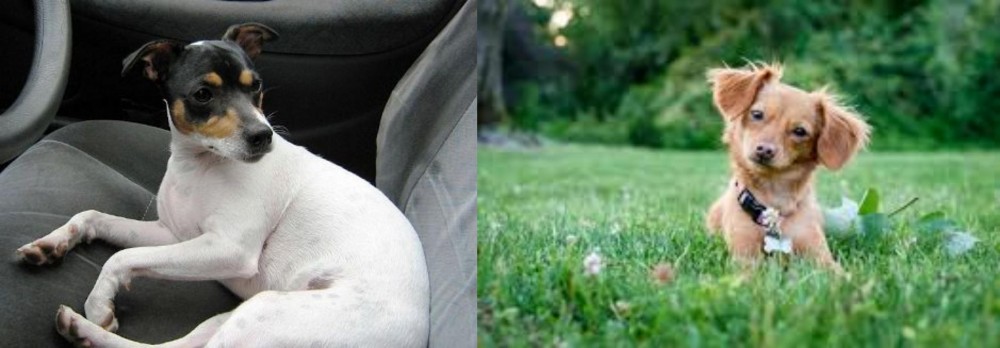 Chiweenie vs Chilean Fox Terrier - Breed Comparison