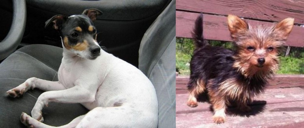 Chorkie vs Chilean Fox Terrier - Breed Comparison