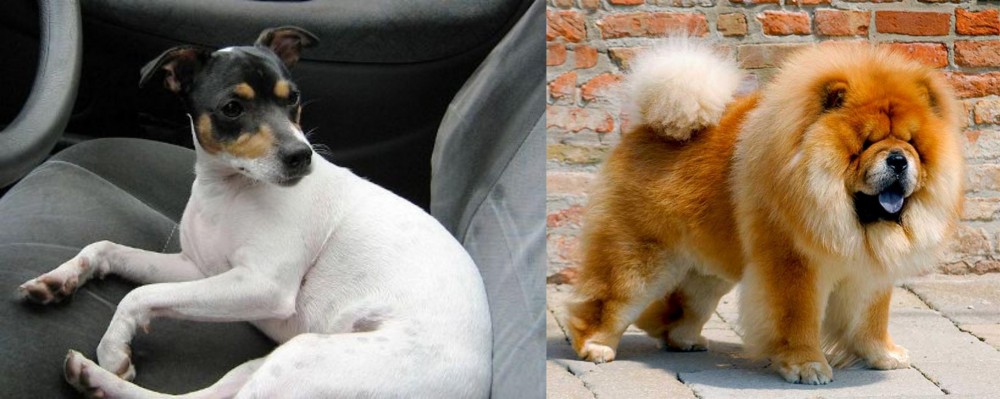 Chow Chow vs Chilean Fox Terrier - Breed Comparison
