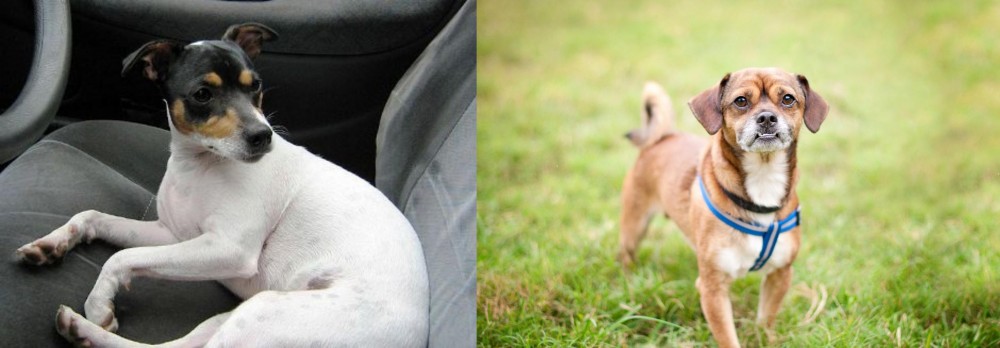Chug vs Chilean Fox Terrier - Breed Comparison