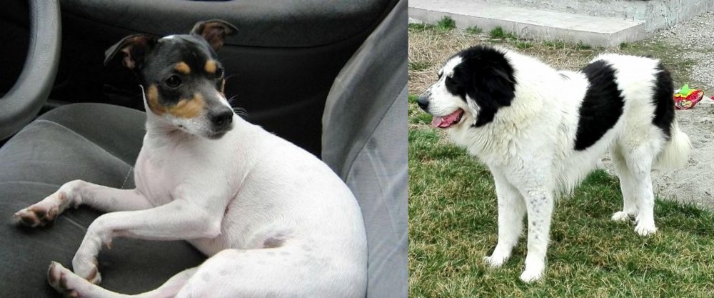 Ciobanesc de Bucovina vs Chilean Fox Terrier - Breed Comparison