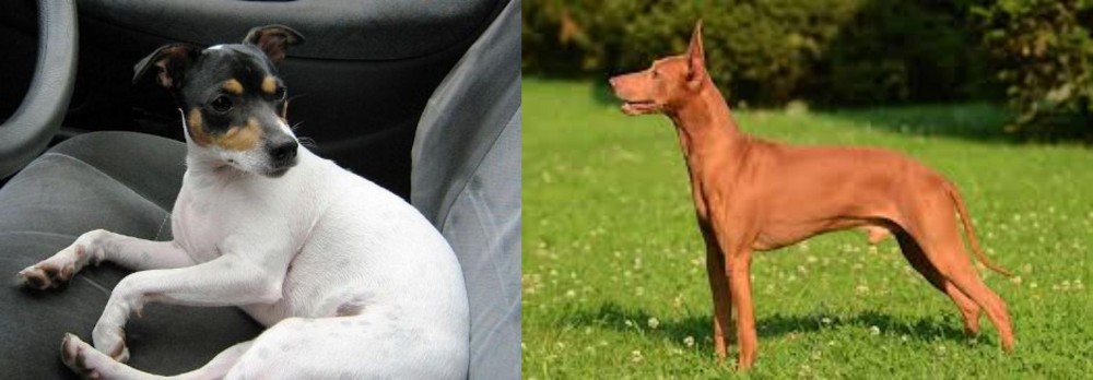 Cirneco dell'Etna vs Chilean Fox Terrier - Breed Comparison