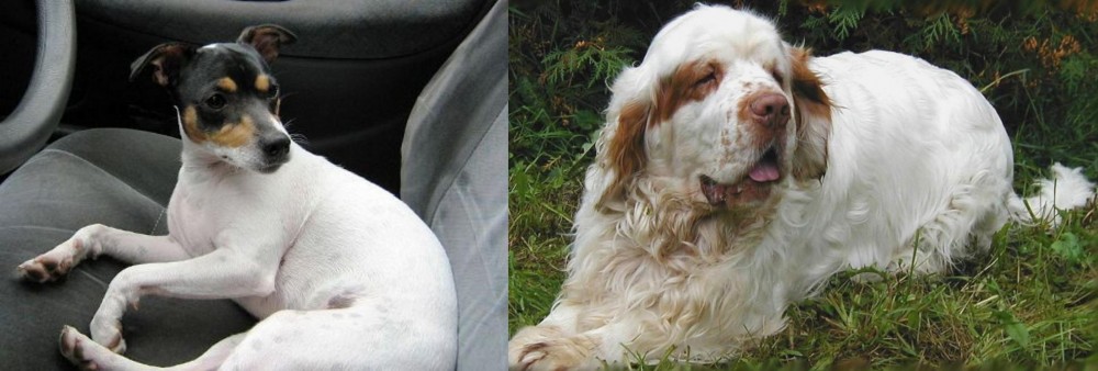 Clumber Spaniel vs Chilean Fox Terrier - Breed Comparison