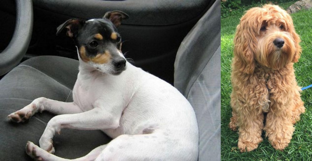 Cockapoo vs Chilean Fox Terrier - Breed Comparison