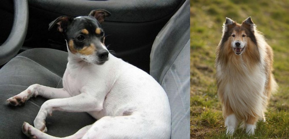Collie vs Chilean Fox Terrier - Breed Comparison