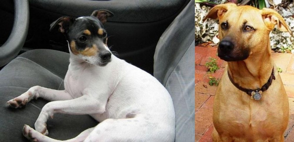 Combai vs Chilean Fox Terrier - Breed Comparison