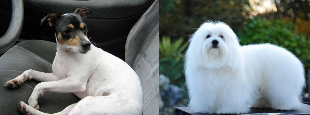 Coton De Tulear vs Chilean Fox Terrier - Breed Comparison