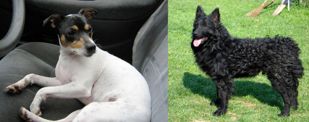 Croatian Sheepdog vs Chilean Fox Terrier - Breed Comparison