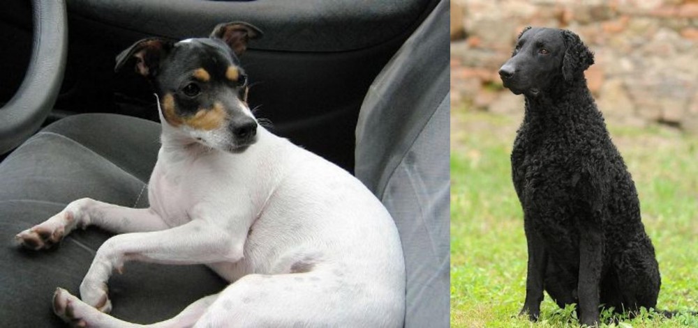 Curly Coated Retriever vs Chilean Fox Terrier - Breed Comparison