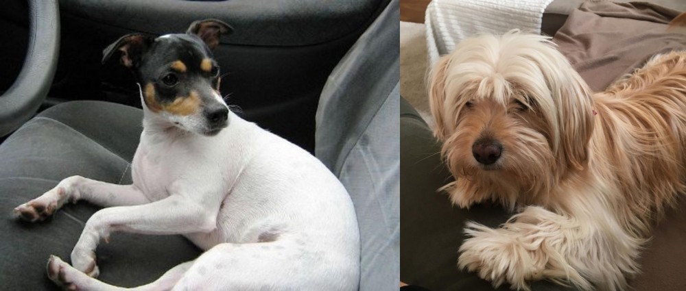 Cyprus Poodle vs Chilean Fox Terrier - Breed Comparison