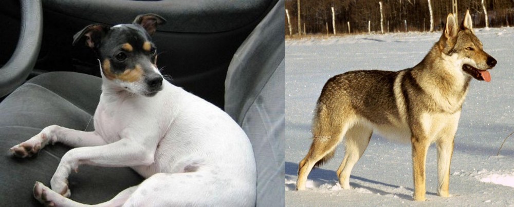 Czechoslovakian Wolfdog vs Chilean Fox Terrier - Breed Comparison