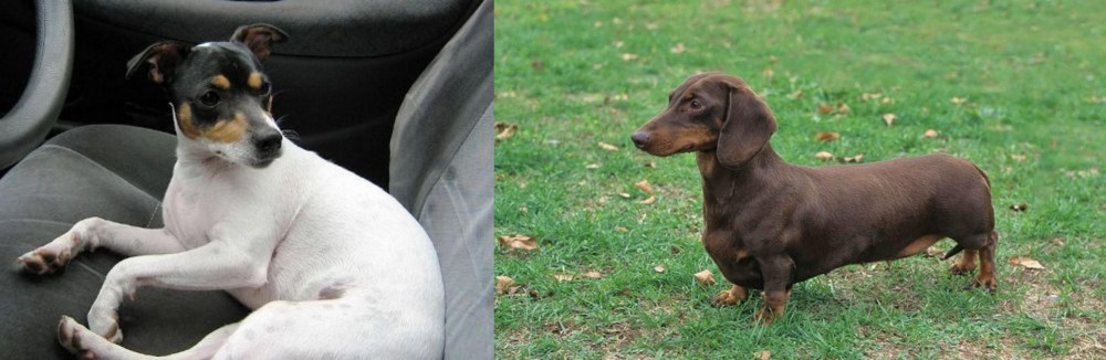 Dachshund vs Chilean Fox Terrier - Breed Comparison
