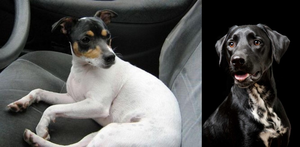 Dalmador vs Chilean Fox Terrier - Breed Comparison