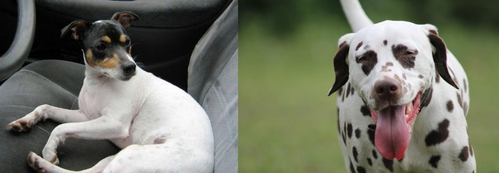 Dalmatian vs Chilean Fox Terrier - Breed Comparison