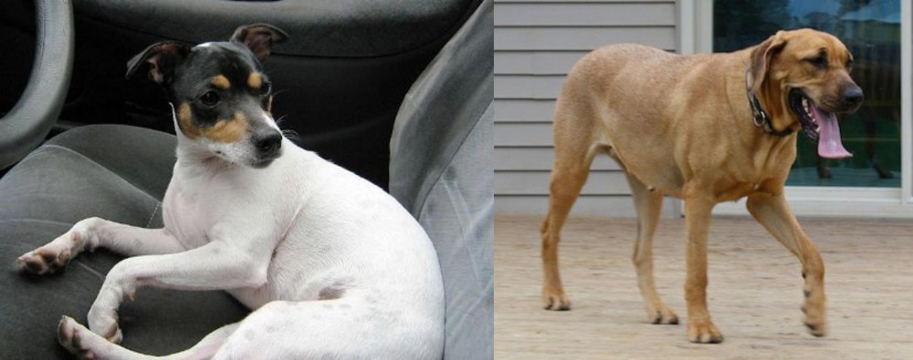 Danish Broholmer vs Chilean Fox Terrier - Breed Comparison