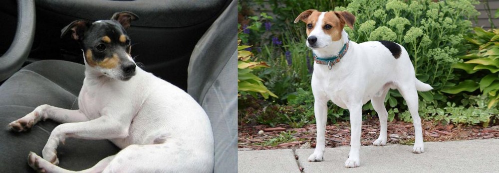 Danish Swedish Farmdog vs Chilean Fox Terrier - Breed Comparison