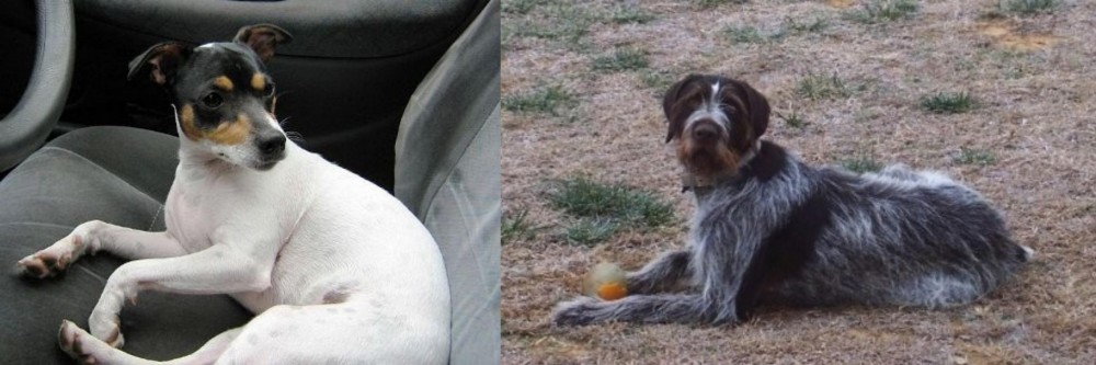 Deutsch Drahthaar vs Chilean Fox Terrier - Breed Comparison