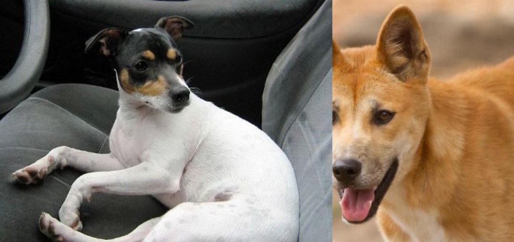 Dingo vs Chilean Fox Terrier - Breed Comparison