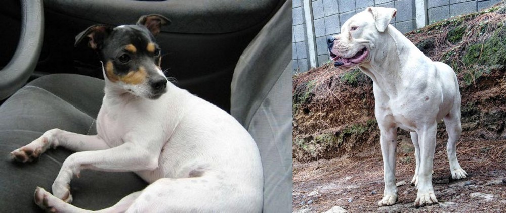 Dogo Guatemalteco vs Chilean Fox Terrier - Breed Comparison
