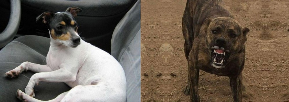 Dogo Sardesco vs Chilean Fox Terrier - Breed Comparison